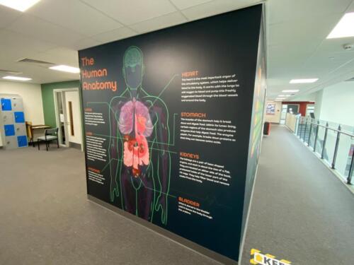 High Tunstall College of Science human anatomy graphic